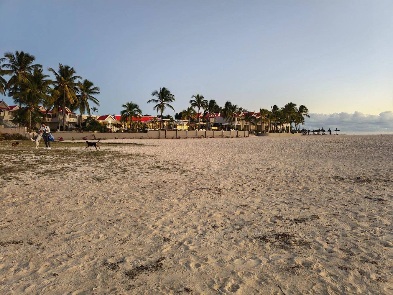 Chiens sur une plage mauricienne avec des cases aux toits rouges