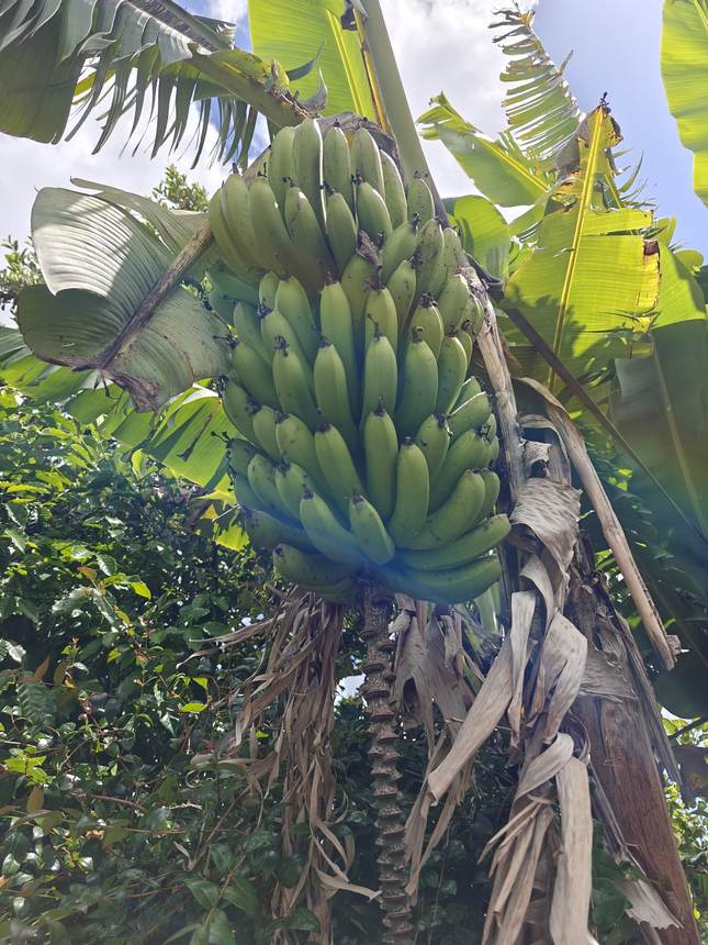 Bananes au jardin