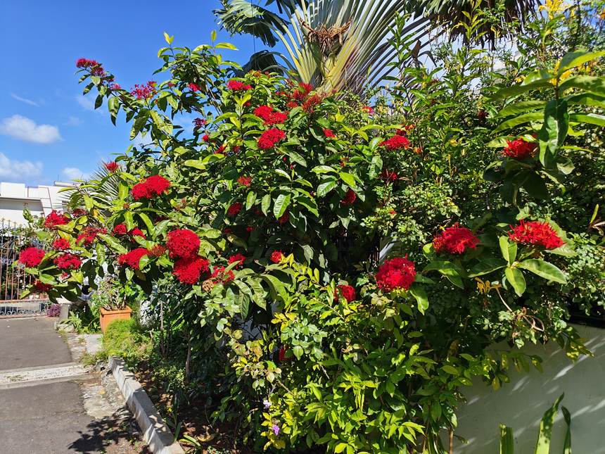 Ixoras en fleurs le long d’une allée
