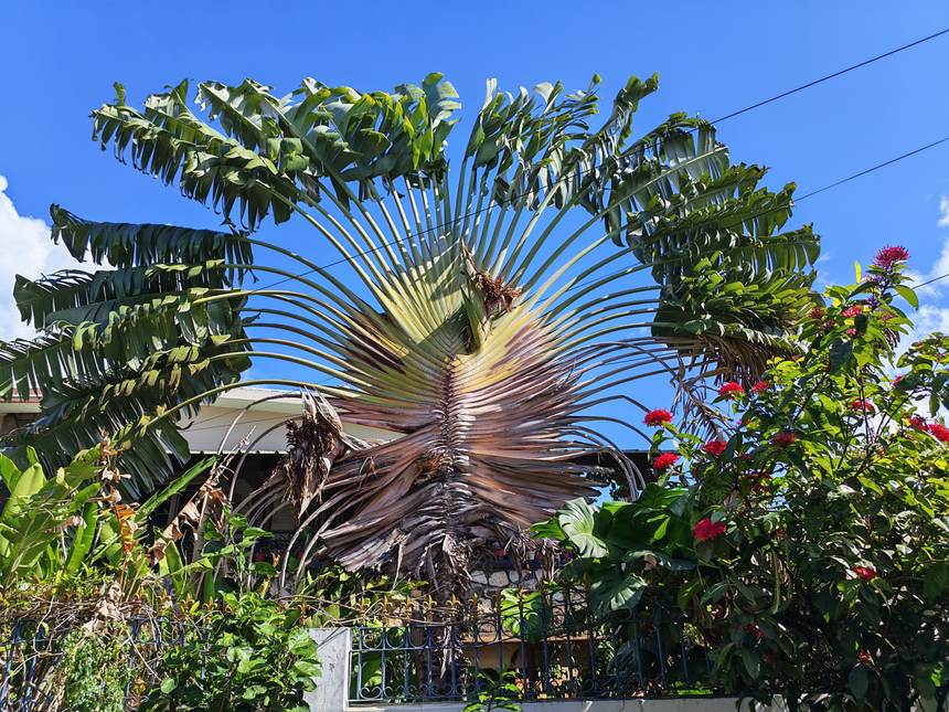 L’arbre du voyageur, fréquent dans les jardins
