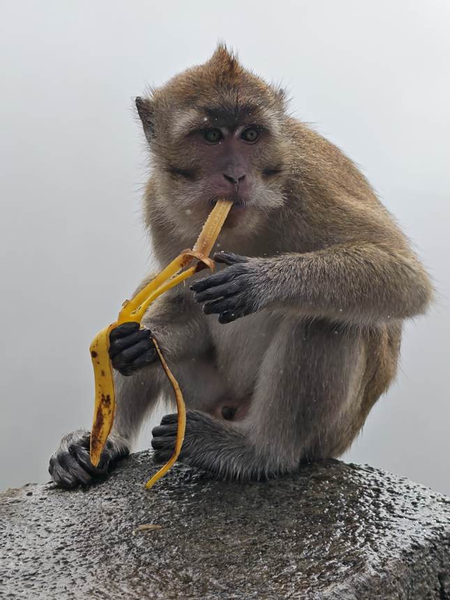 Un macaque et sa banane, sous la brume