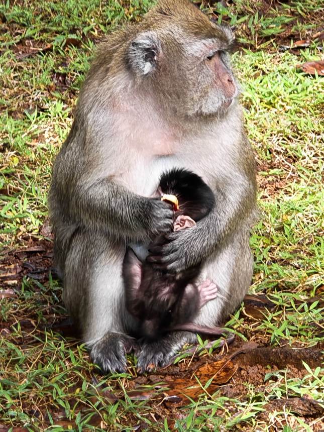 Le macaque, arrivé avec les premiers navigateurs