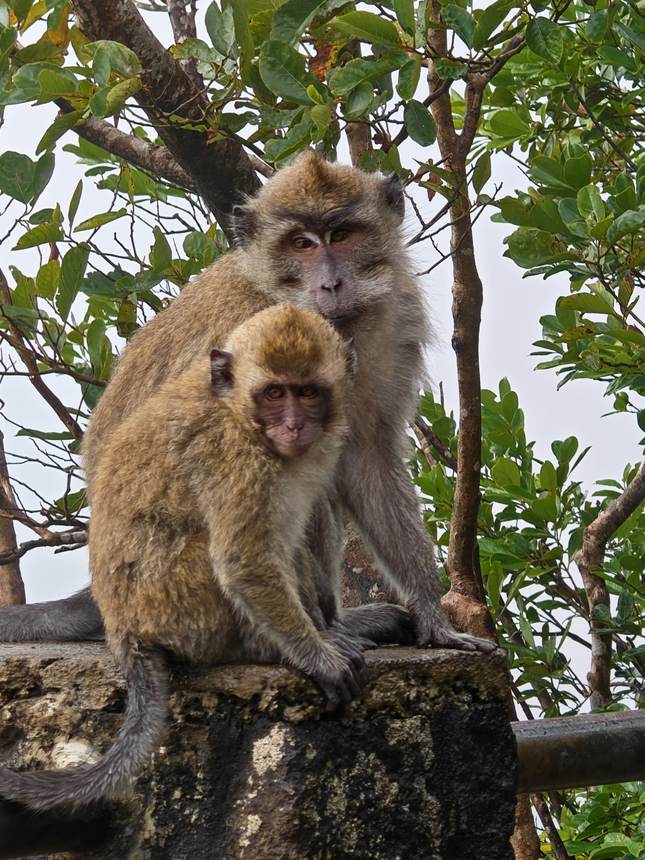 Macaques dans les hauteurs des gorges de Rivière Noire