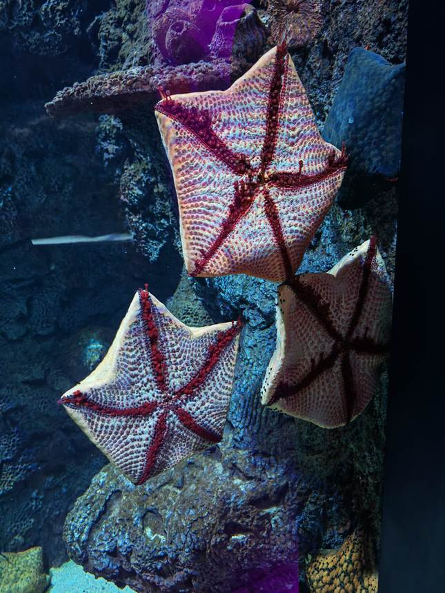 Étoiles de mer coussins