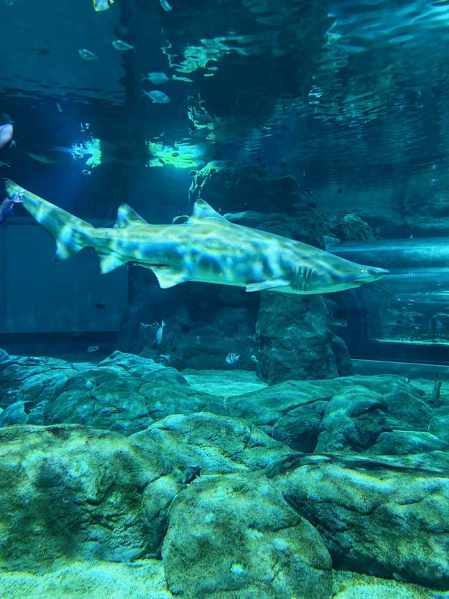 Un requin dans le grand bassin