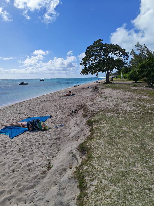 Un grand arbre pour l’ombre, au bord du lagon
