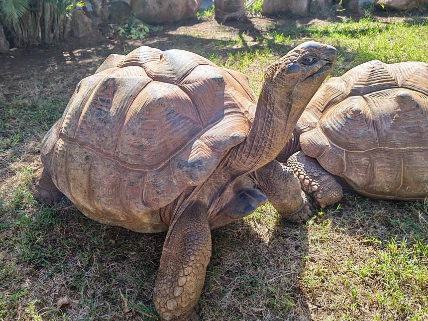Tortue géante d’Aldabra, cousine des tortues de Maurice aujourd’hui disparues